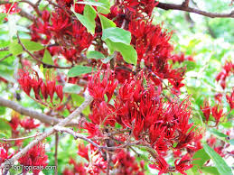 Image result for Schotia brachypetala