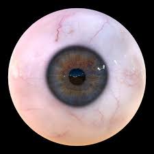 3d Iris Anatomy Eye Pupil Model Turbosquid 1324368 In 2020 Iris Pupil Eyes