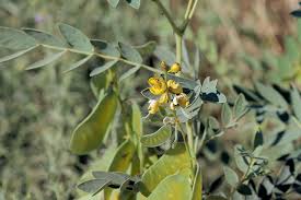 Image result for Senna italica