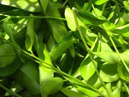 Agarwood is a tropical and subtropical evergreen plant that grows from the ground to 40 meters high and is a rare and. Agarwood Agar Venture Posts Facebook