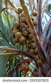 Image result for Hyphaene