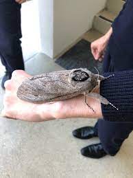 The wingspan is about 23 cm. Giant Wood Moth Endoxyla Cinereus Inaturalist