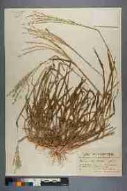 Image result for Digitaria gymnostachys