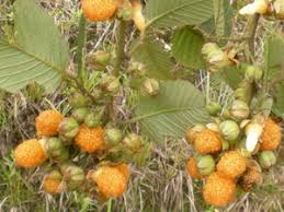 Image result for Rubus ellipticus