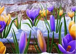 Image result for crocuses in snow