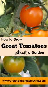 Remember to season with fresh herbs such as basil and oregano from your herb garden. How To Grow Great Tomatoes Without A Garden