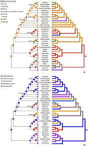 Image result for Lepidotrichilia