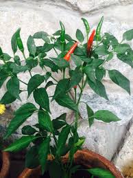 Ini cara paling mudah tanam pokok cili. Cili Padi Growing Nicely Plant Leaves Plants Garden