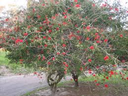 Image result for Calliandra tweedii