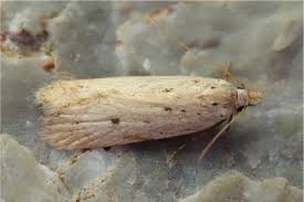 Image result for Nothris verbascella