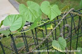 Image result for Tinospora fragosa