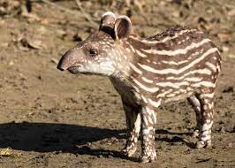 Discover the amazing animals and plant life that is found in the lungs of the earth the largest rainforest on the planet. 47 Amazon Rainforest Animals Ecuador S Monkeys Birds Fish Reptiles Mammals Amphibians Storyteller Travel