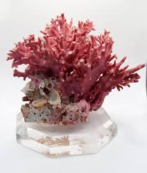 Image result for Coral Pink 1958 Hotpoint