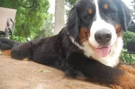 Though dna testing has become more readily available, it is still met with much skepticism on its accuracy. Golden Mountain Dog Golden Retriever Bernese Mountain Mix Info And Pictures