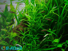 Image result for Heteranthera callifolia