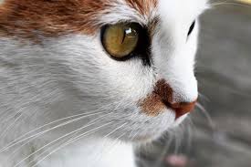 Hartz says cats can develop three to four hairballs a month, but mixing just one teaspoon of olive oil into your cat's food for three days could help cure the problem! Benefits Of Olive Oil For Cats Uses Of Olive Oil For Cats