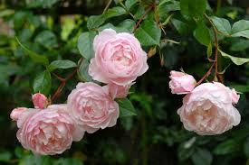 Embroidered all with leaves of myrtle. Bbc Learning English Blog A Rose By Any Other Name