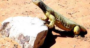 Lagu ala padang pasir yang sungguh mengasyikkan. Kisah Biawak Padang Pasir Yang Berkata Kata