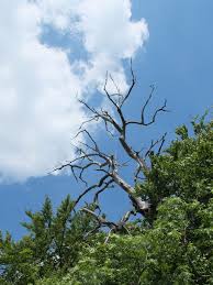 How is the color blue related to aesthetics? Sky Cloud Tree Dead Excel Kahl Aesthetic Forest Blue White Pxfuel