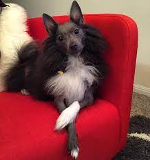 My Chinese Crested Pom Rescue Chinese Crested Chinese Crested Dog Cute Animals