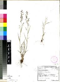 Image result for Eragrostis dinteri