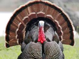 Turkey Spirit Animal Totem Meaning Spirit Animal Totem Wild Turkey Animals