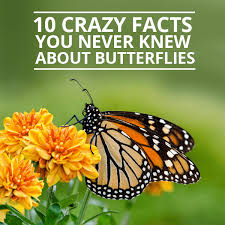 10 Crazy Facts You Never Knew About Butterflies Butterfly Facts Butterfly Facts For Kids Monarch Butterfly Facts