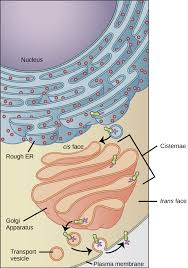 Check spelling or type a new query. Vesicles And Vacuoles Lysosomes And Peroxisomes Principles Of Biology