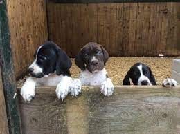 English Pointer Puppies For Sale In Launceston Cornwall Preloved English Pointer Puppy Pointer Puppies English Pointer