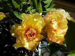 Now is the right time to divide peonies, but not all peonies are the same. Pruning Our Tree Peony Winter Pruning And Reshaping