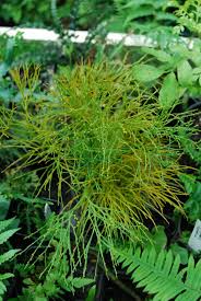 Image result for Triplophyllum protensum
