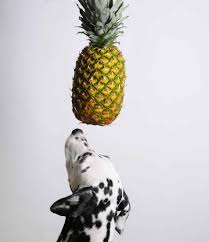 Are pineapples safe for cats to eat? Can I Feed My Dog Pineapple Can Dogs Eat Pineapple