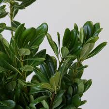 Image result for Pittosporum
