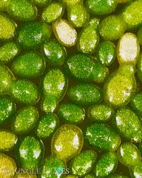 Image result for Wolffia arrhiza