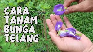 Tak menahan papa masak mukbang nasi kerabu. Cara Menanam Bunga Telang Butterfly Pea Youtube