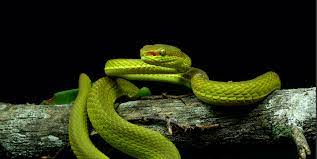 Vi er cupmestere for fjerde gang! One Point For Slytherin New Indian Pit Viper Named After Harry Potter Character
