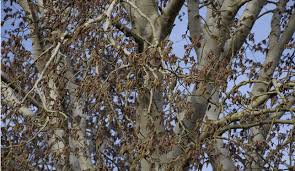 The key may be the rapid growth of the plant. Silver Poplar Trees In Colorado Ross Tree Company Denver Colorado