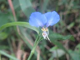 Image result for Commelina purpurea