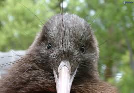 Birds That Cannot Fly With Their Names Kiwi Habits And Physical Characteristics Are So Like A Mammal The Bird Is Sometimes Referred To As An Honorary Mammal Kiwi Bird Pet Resort Kiwi