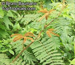 Image result for Mimosa pigra