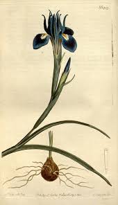 Image result for Sisyranthus