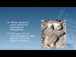Baker provided helpful advice on bait station. How To Get Rid Of Ground Squirrels Top 6 Best Squirrel Control Products