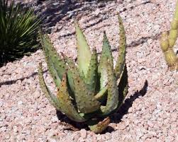 Image result for Aptosimum marlothii