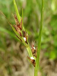 Image result for Scleria clathrata