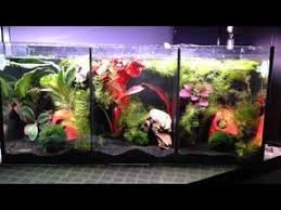 Aquaone Betta Trio Youtube Betta Aquarium Betta Fish Betta