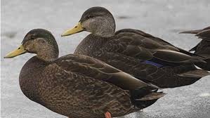 Duck is the common name for numerous species in the waterfowl family anatidae which also includes swans and geese. Meet The American Black Duck But Don T Feed Them