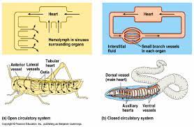 Difference Between Open And Closed Circulatory System
