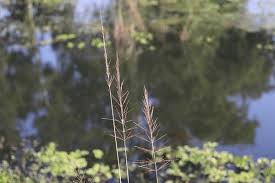 Image result for Bothriochloa bladhii