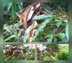 People interested in pokok durian also searched for. Penyakit Tanaman Durian Dan Cara Mengatasinya Kampustani Com