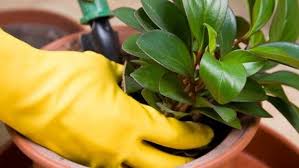 Die effektivsten mittel und tipps gegen mücken auf blick.ch mit video und informationen. Blumenerde Die Richtige Erde Fur Garten Und Balkon Finden Blumenerde Trauermucken Fliegen In Blumenerde